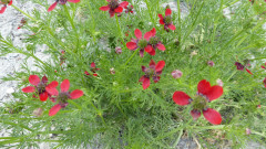 Crete (20)