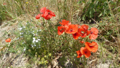 Crete (19)