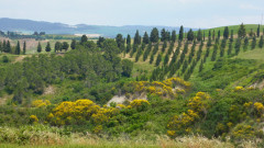 Crete (14a)