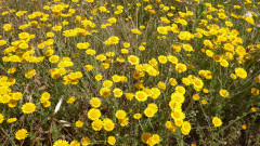 Crete (1)