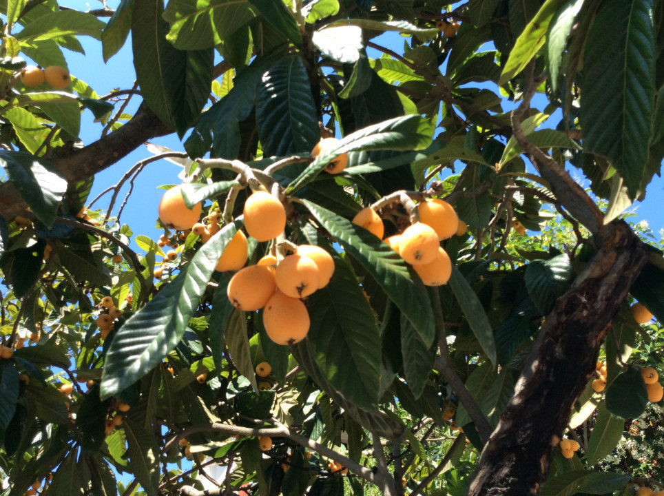 Japanische Wollmispel