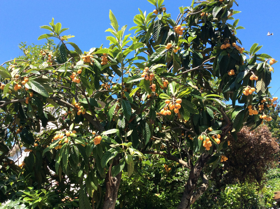 Japanische Wollmispel