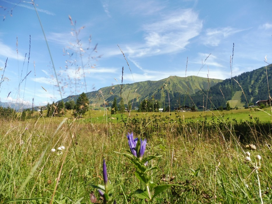 Kleinwalsertal Naturbrücke