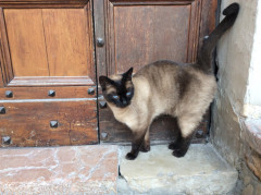 Sesto al Reghena