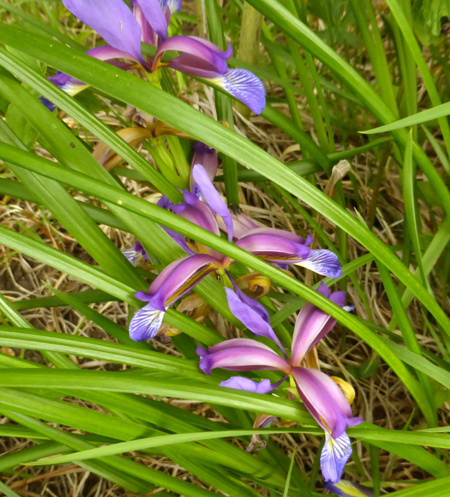 Iris graminea (2)