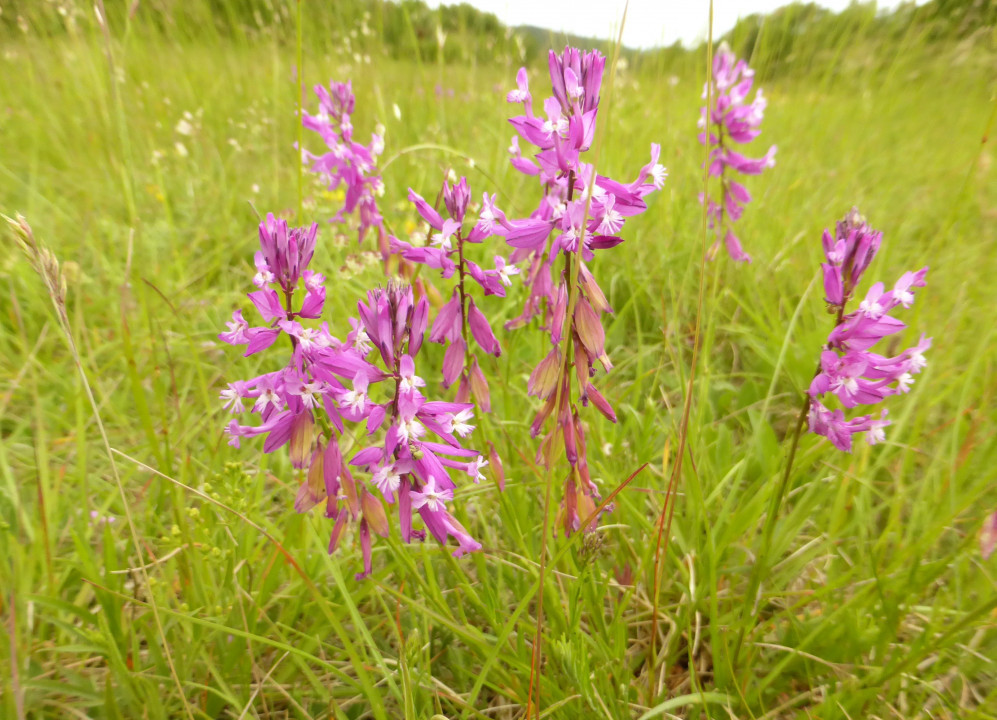 Groß-Kreuzblume