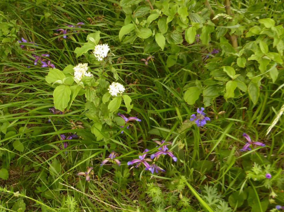 Iris graminea (3)