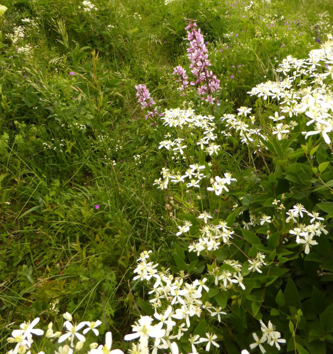 Clematis recta (3)
