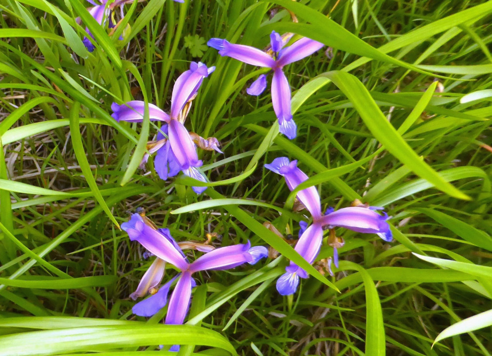 Iris graminea (4)