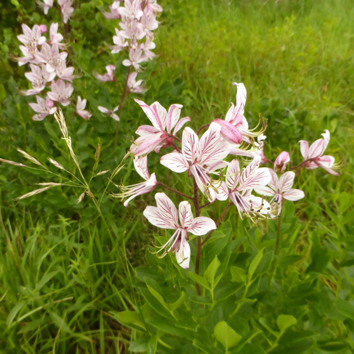 Diptam (2)
