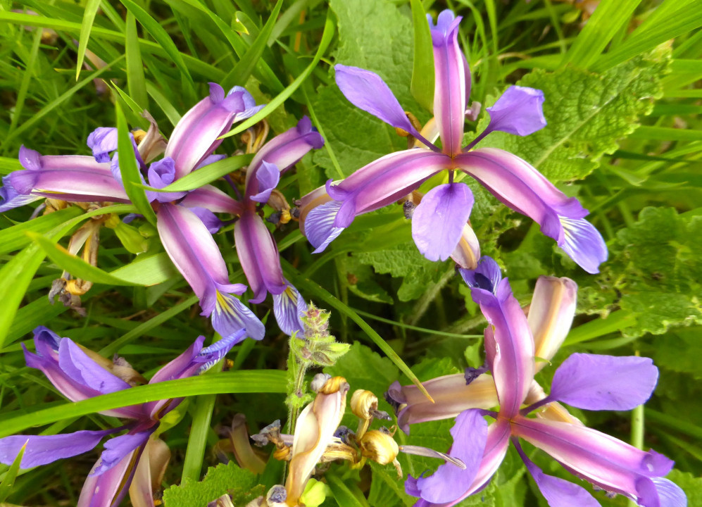 Iris graminea (1)