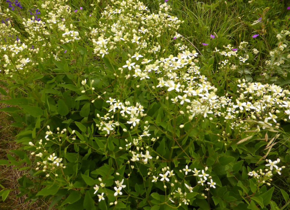 Clematis recta (1)