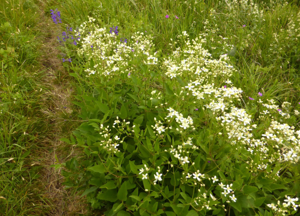 Clematis recta (2)