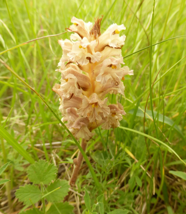 Sommerwurz