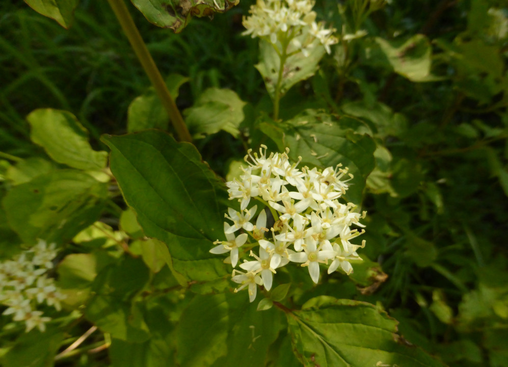 Hartriegel-Rot-Gew, Cornus sanguinea subsp. sanguinea 3.6.19 Eichkogel (3)