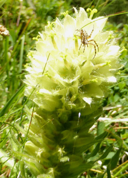 Strauß-Glockenblume