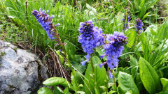 Watschiger Alm Wulfenia Juni 21 1.625 m (7)