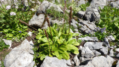 Watschiger Alm Wulfenia Juli 2020 1.625 m (4)