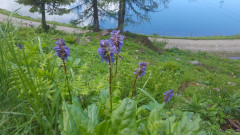 Watschiger Alm Wulfenia Juni 21 1.625 m (3)