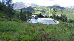 Watschiger Alm Wulfenia Juni 21 1.625 m (11)