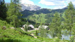 Watschiger Alm Wulfenia Juni 21 1.625 m (9)