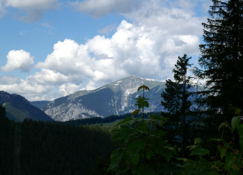 Geflecktes Fingerknabenkraut und andere