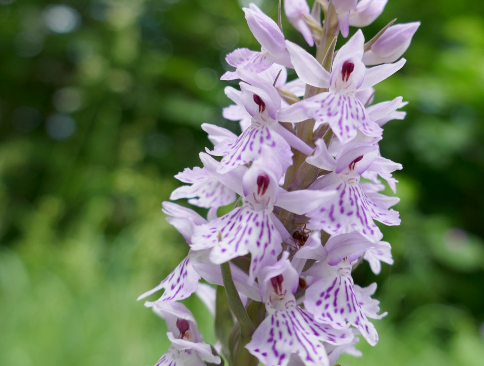 Puzzle Orchidee am Wegesrand