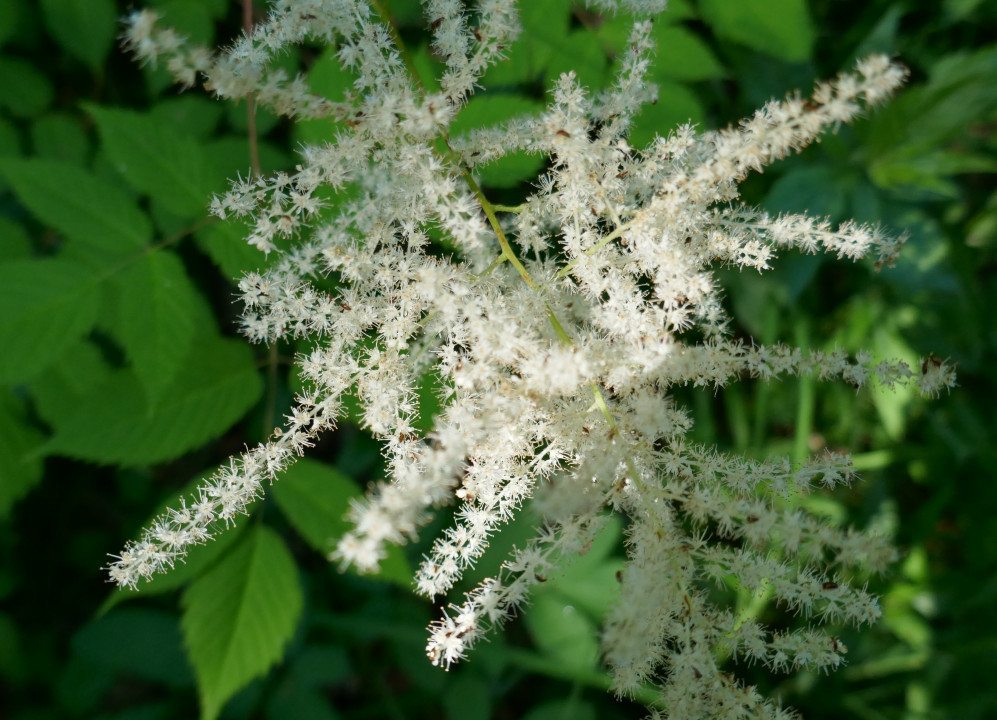Wald-Geissbart