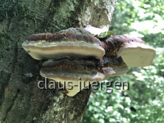 Schießbachtobel