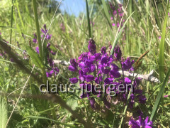 Wanderung Cingarela
