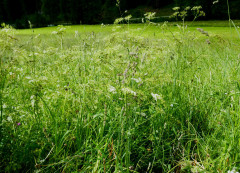 Schlinig (1)