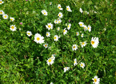 Schlinig (3)
