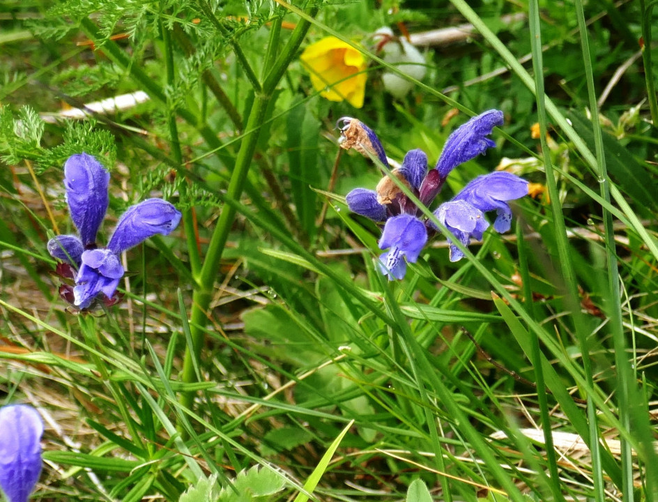 Vinschgau 2021