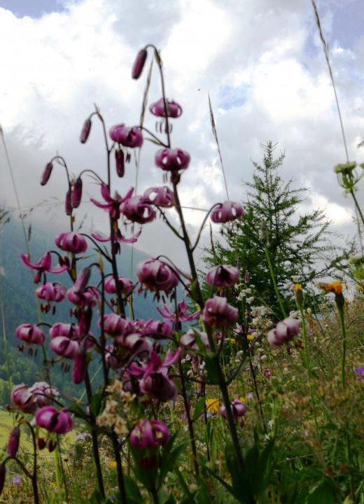Vinschgau 2021