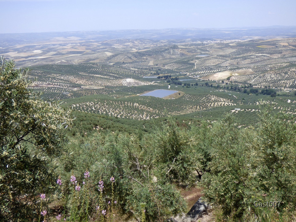 im Olivenland 08