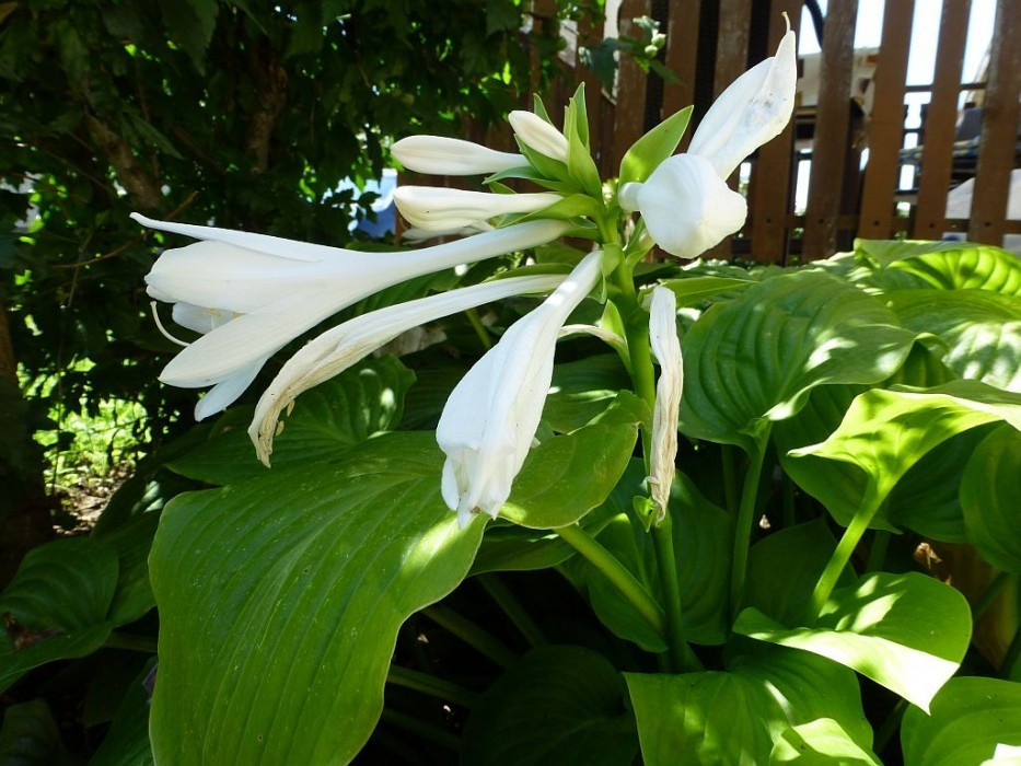 Lilien-Funkie