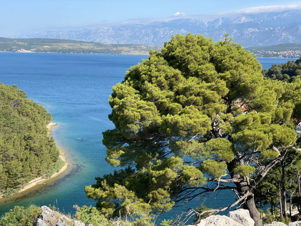 Novigrad