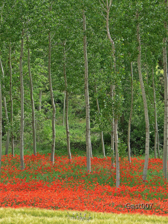 unterwegs roter Mohn
