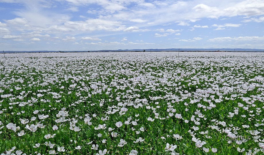 bei Albacete weißer Mohn