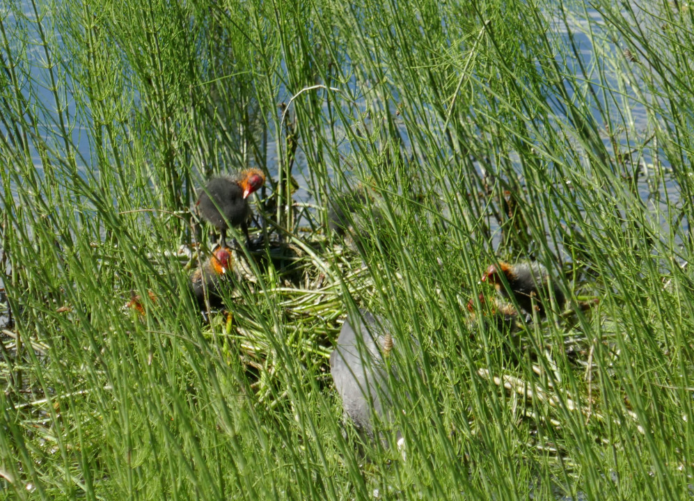 Blässhühner am Haidersee im Vinschgau