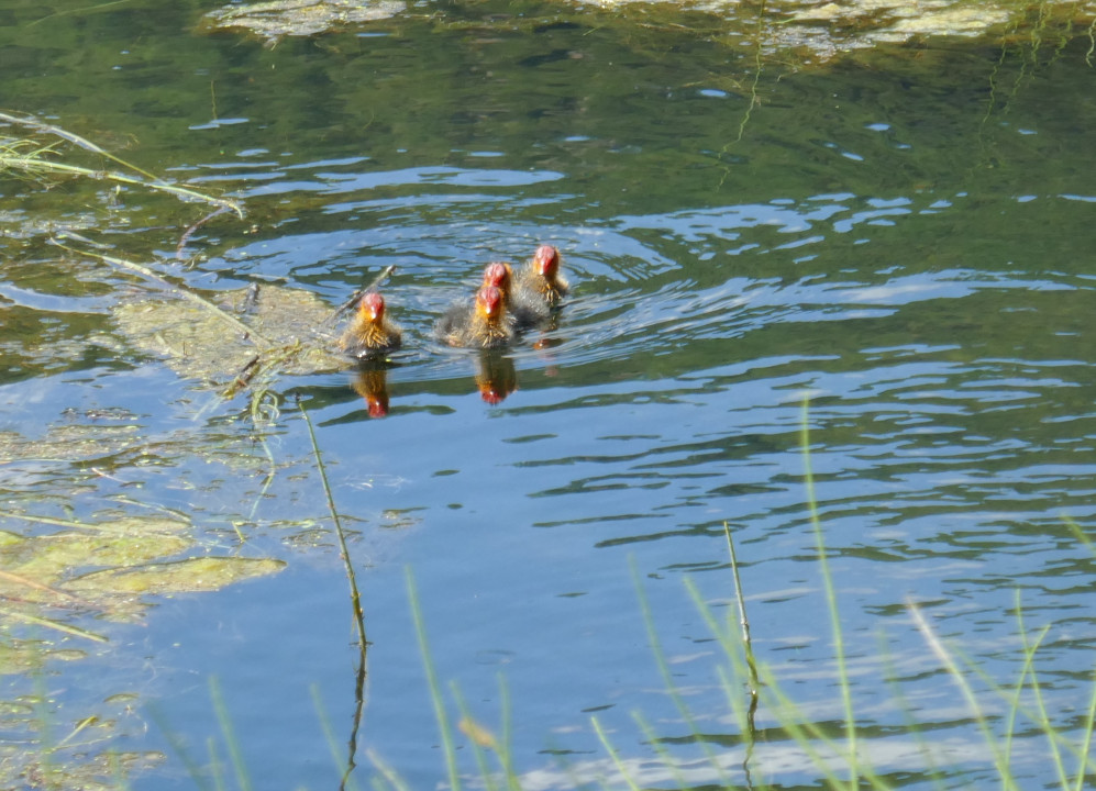 Blässhühner am Haidersee im Vinschgau