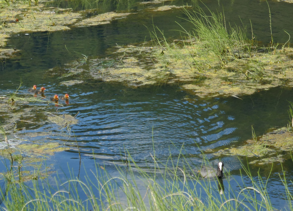 Blässhühner am Haidersee im Vinschgau