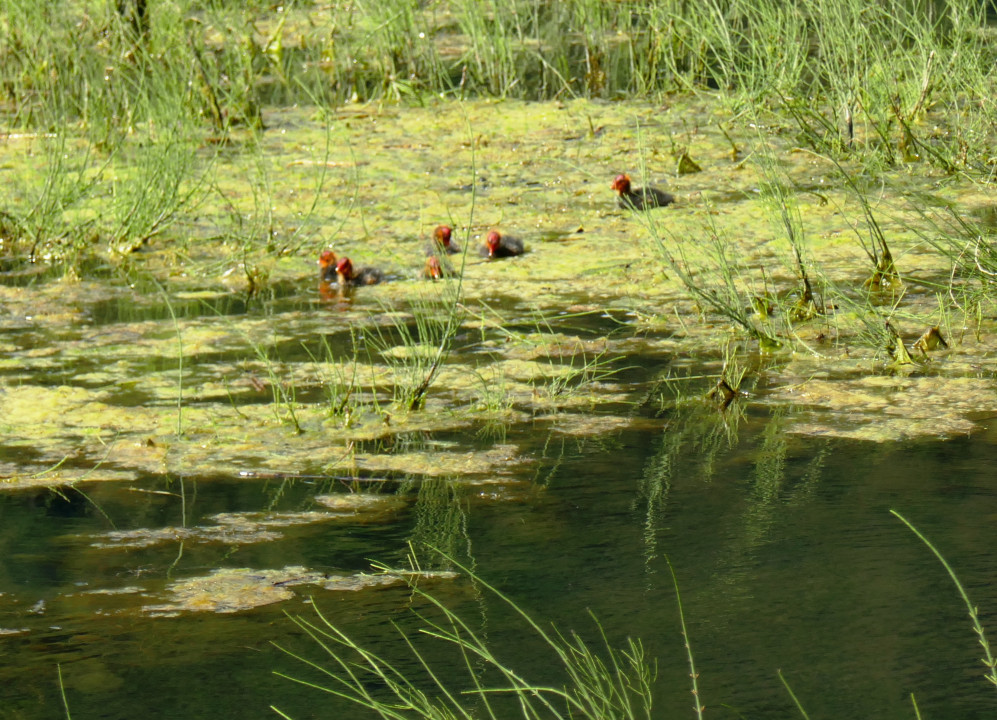 Blässhühner am Haidersee im Vinschgau