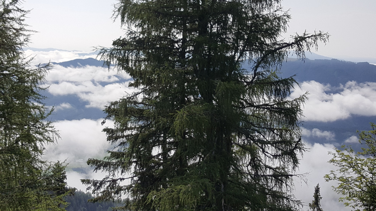 Aflenz - Bürgeralm