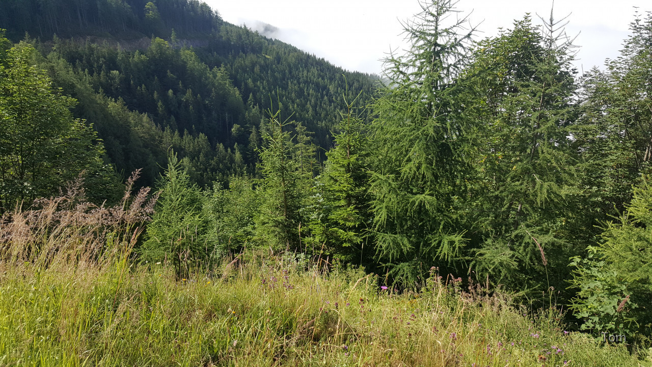 Aflenz - Bürgeralm