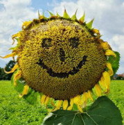 Sonnenblume (2)