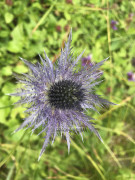 Albengipfel