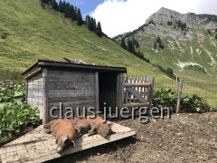 Albengipfel