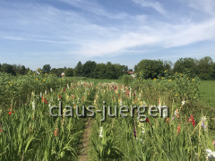 Obermenzing Würm