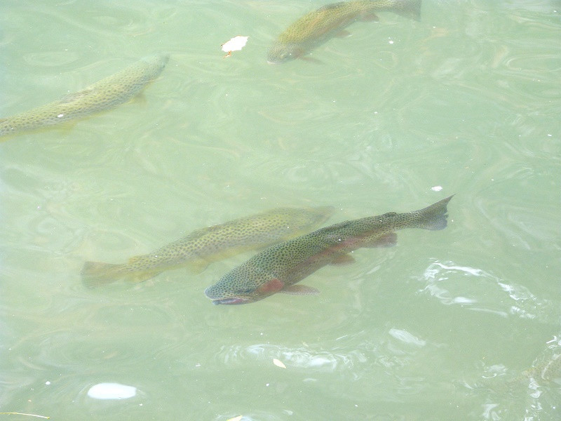 Forellen im Lago de Espejo